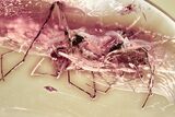 Fossil Assassin Spider (Archaeidae) and Fly In Baltic Amber - Rare! #367304-1